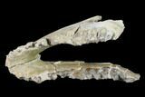 Fossil Oreodont (Merycoidodon) Mandible - Wyoming #143849-2